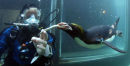 PENGUIN DIVING 13